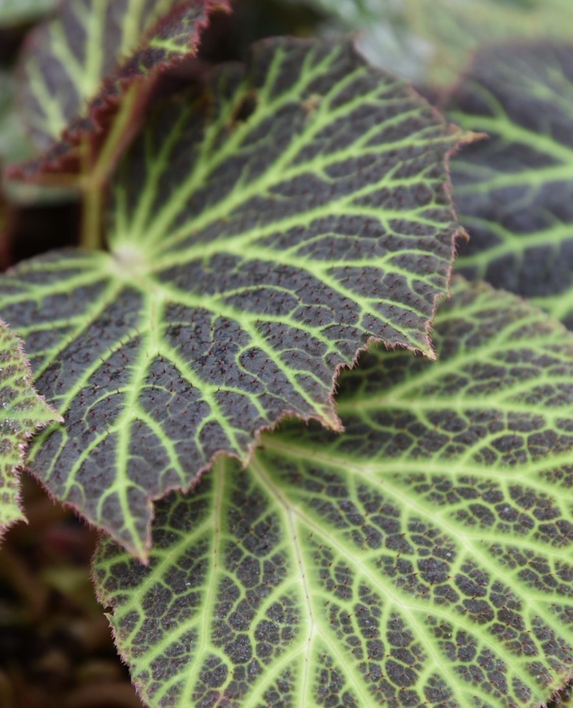 Grandes Serres Paris